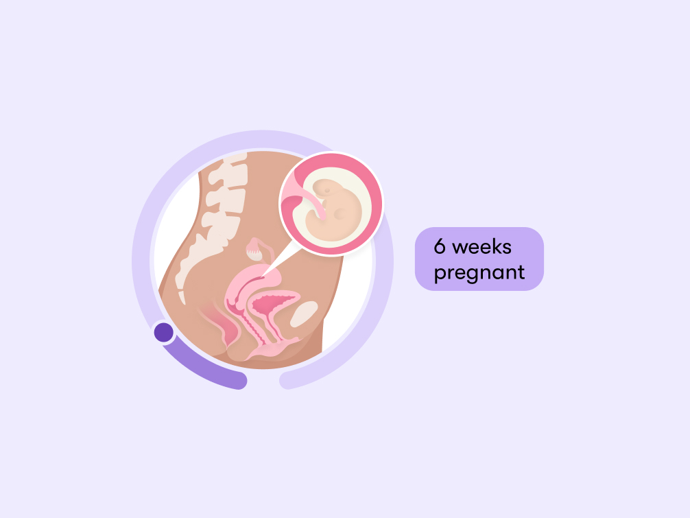 6 weeks pregnant Symptoms tips and baby development